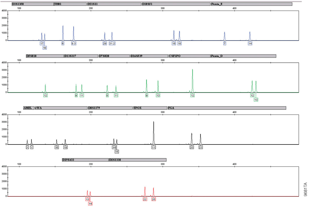 Amplification of the 2800M Control DNA.