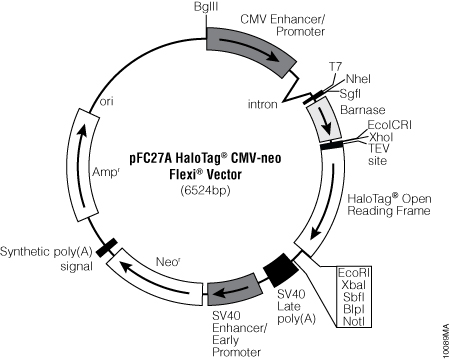 pFC27A HaloTag® CMV-neo Flexi® Vector
