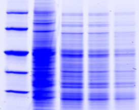 proteinpurifanalysis