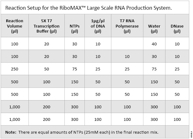 Reaction Setup for the RiboMAX™ Large Scale RNA Production System.