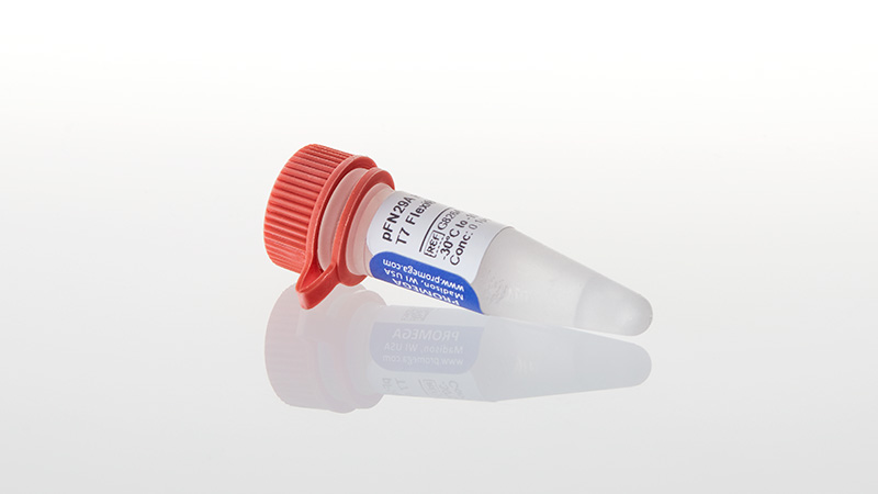 G8261_pFN29A-His6HaloTag--T7-Flexi--Vector_3