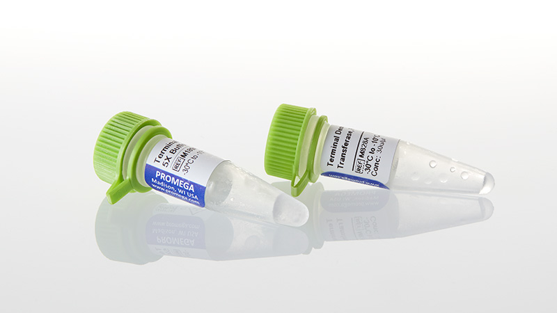 M1871_Terminal-Deoxynucleotidyl-Transferase_3