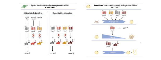 conten-img-isabell-kaczmarekpng