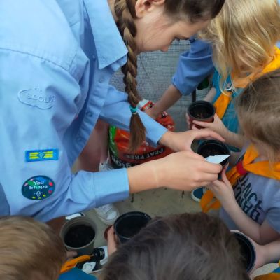 scouts-image