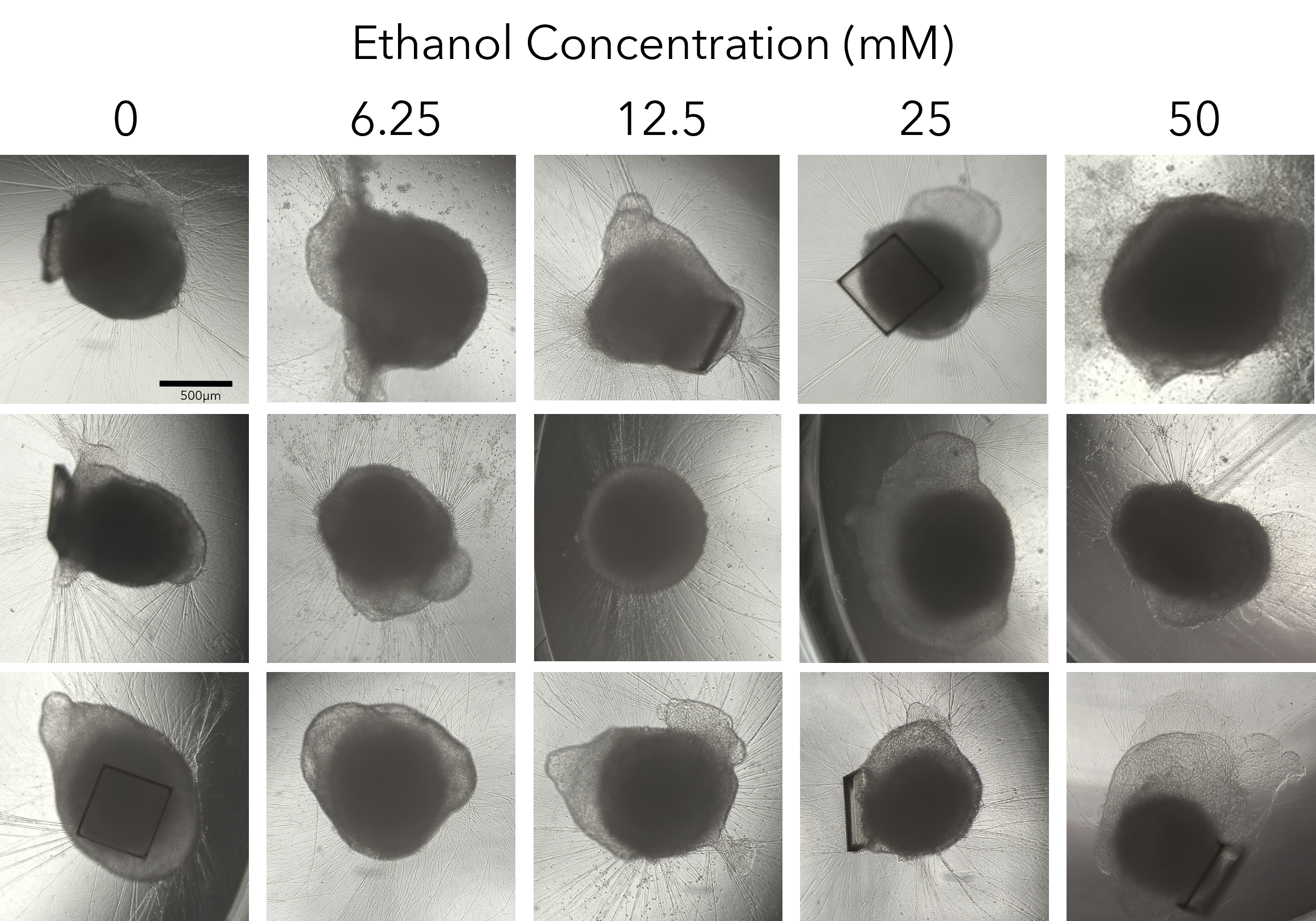 alcohol treatment of selected organoids