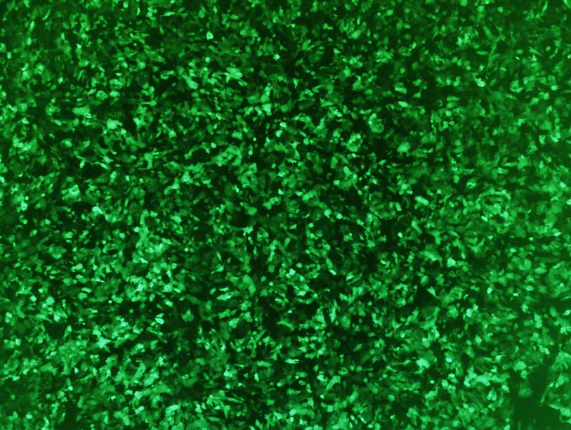 cardiomyocytes transfected with viafect reagent 12643-W