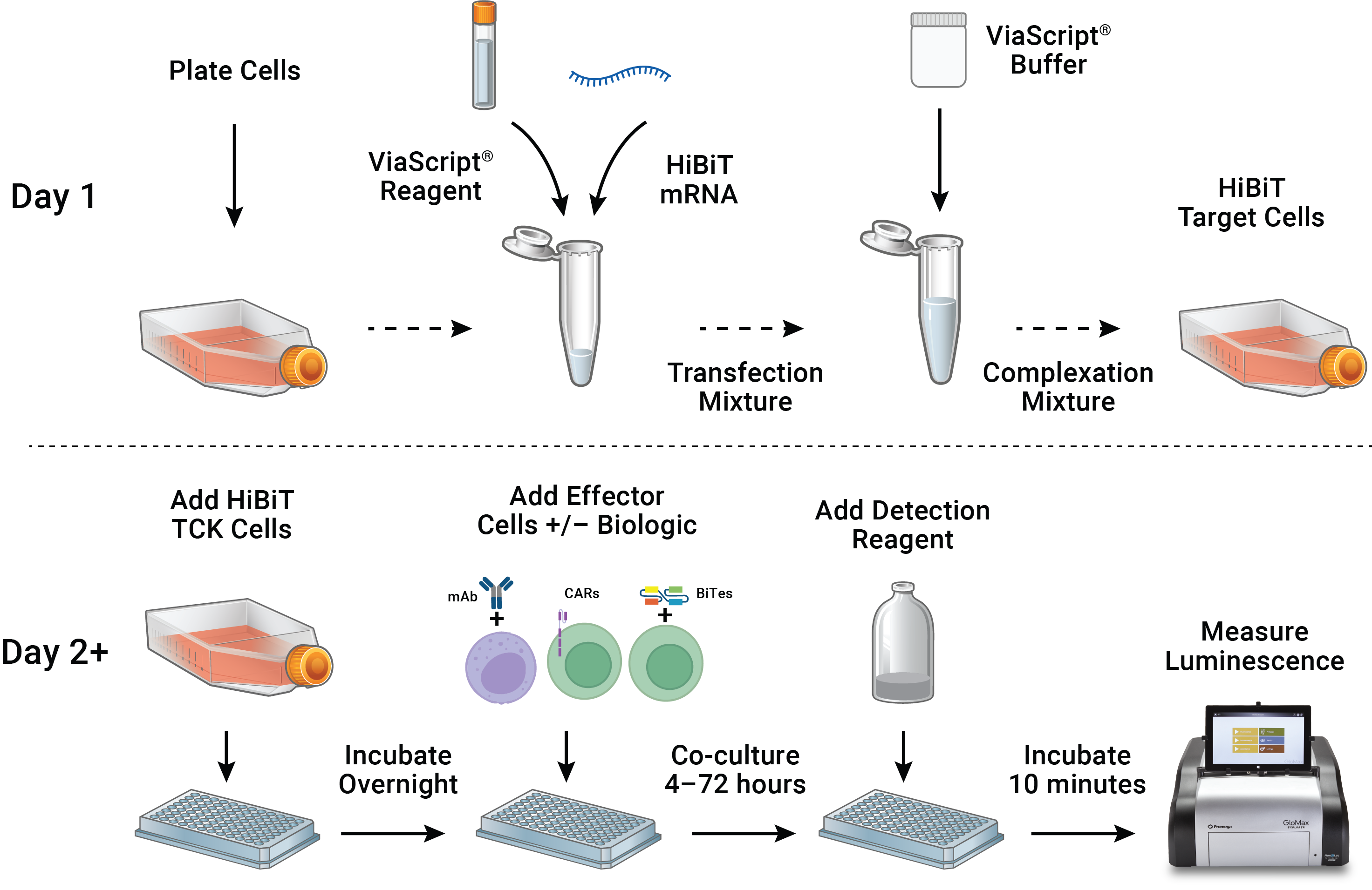 Drawing showing the ViaScript® (HiBiT) TCK Bioassay principle.