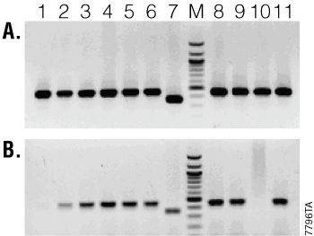 Results of mouse tail genotyping with transgenic mice.