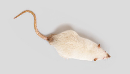 rat